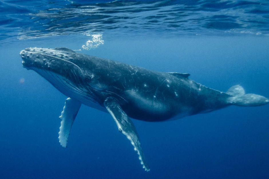 MONSTRUM humpback whale california playground