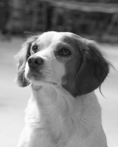 Rebelle - office dog